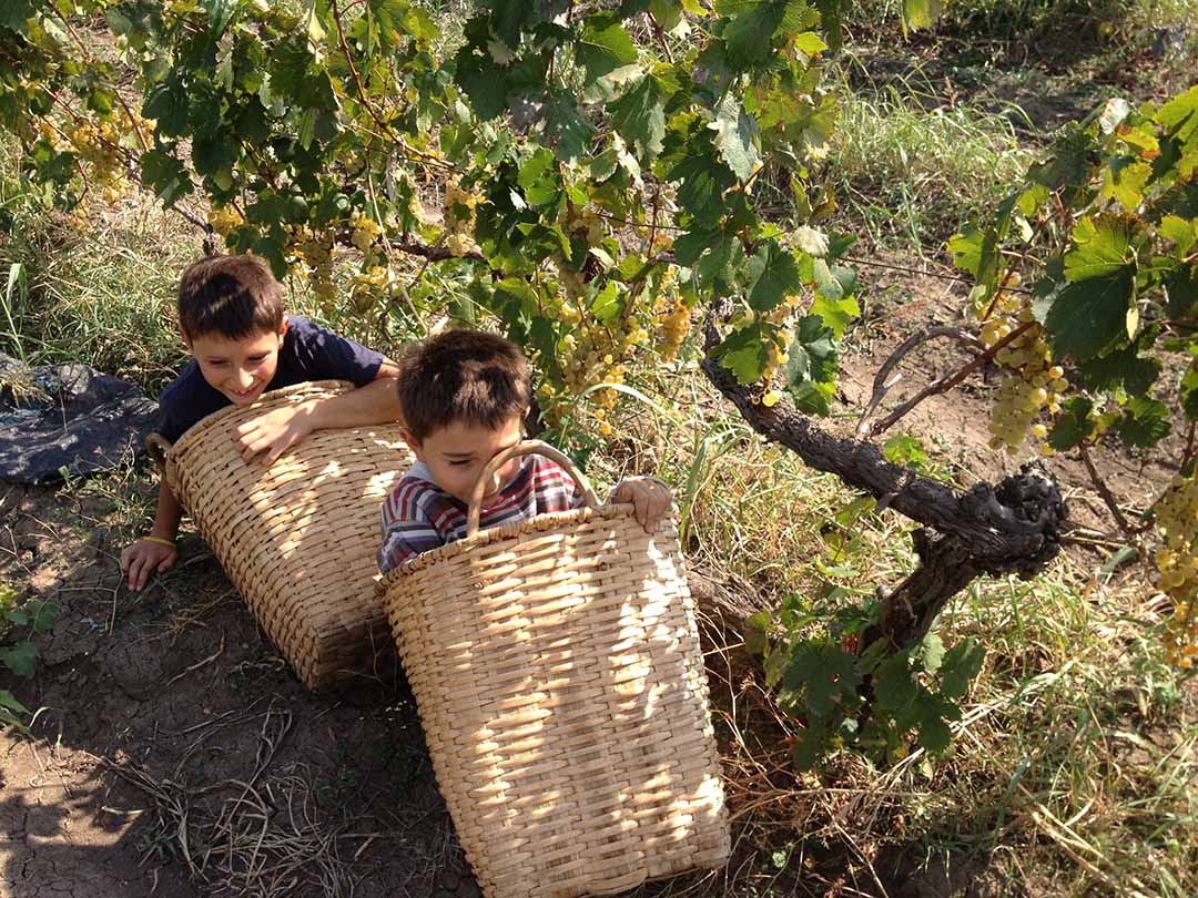 Vineyard - 2
