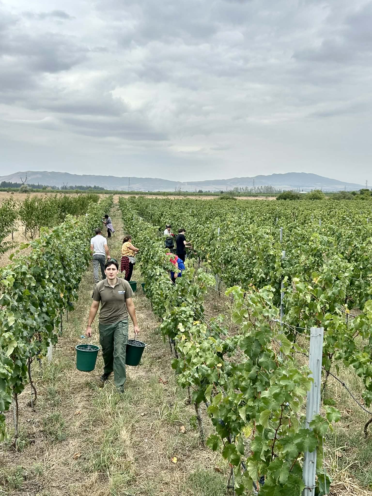 Vineyard - 1