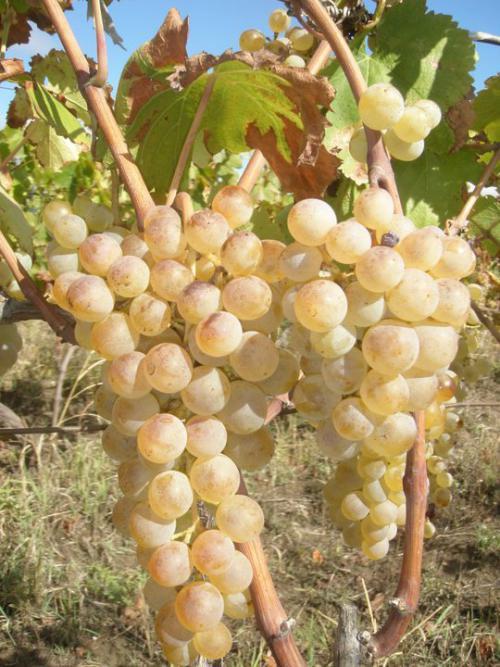 Vineyard - 3